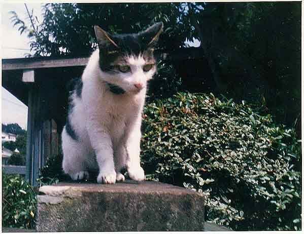 BUNYA_01.JPG
